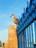 Mouette-Essaouira