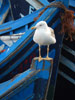 Mouette-Essaouira-B