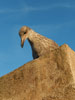 Mouette-Essaouira