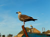 Mouettes-Essaouira