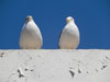 Mouettes Essaouira