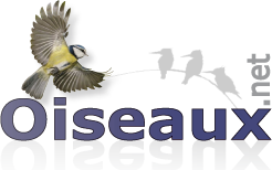 Tout savoir sur les oiseaux